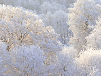 Close-up of snow on plant