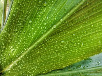 Full frame shot of wet leaf