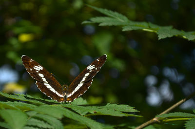 Close-up of butterfly on leaves