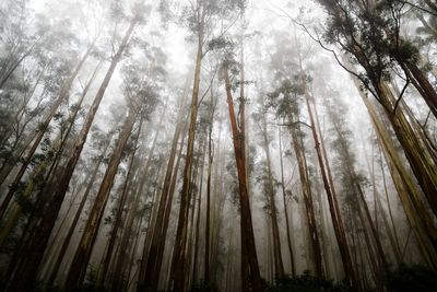 Low angle view of trees in forest