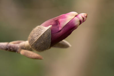 Close-up of pink flower bud