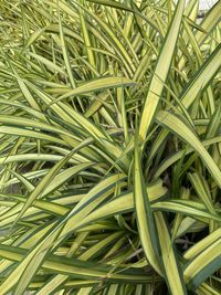 Full frame shot of fresh green plants