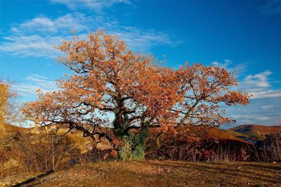 Trees on field against sky during autumn