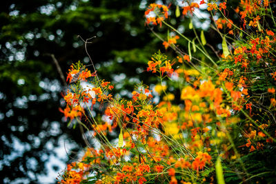 Close-up of orange flowers blooming outdoors