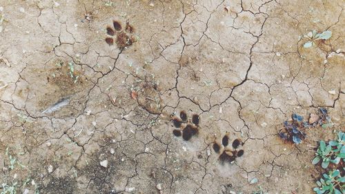 High angle view of paw prints on cracked field