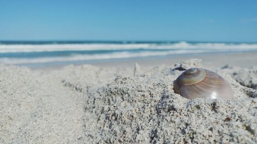 Close-up of crab on beach against sky