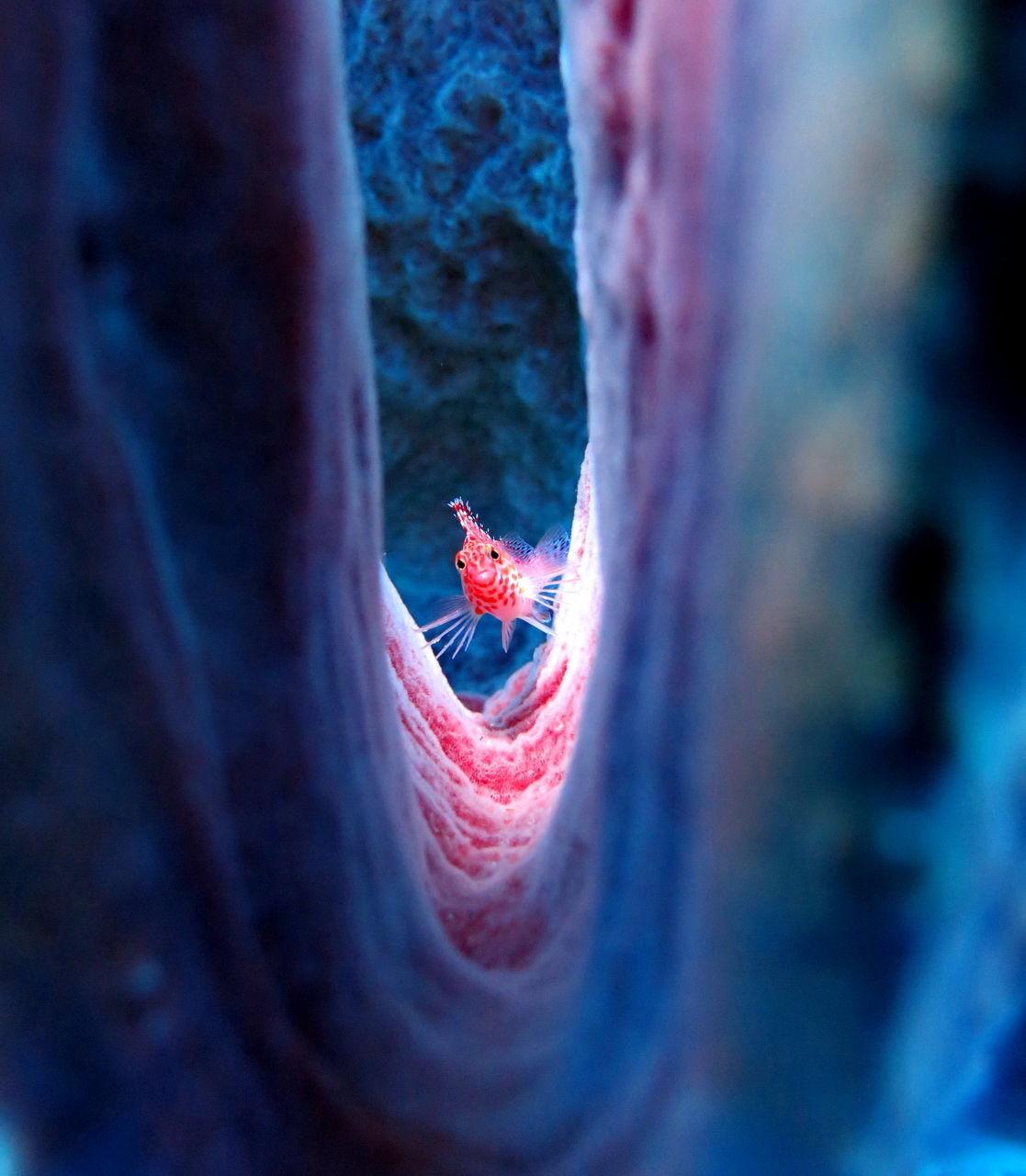 CLOSE-UP OF SPIDER IN A RED LEAF