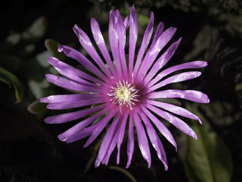 Close-up of purple flowering plant