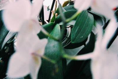 Close-up of plant