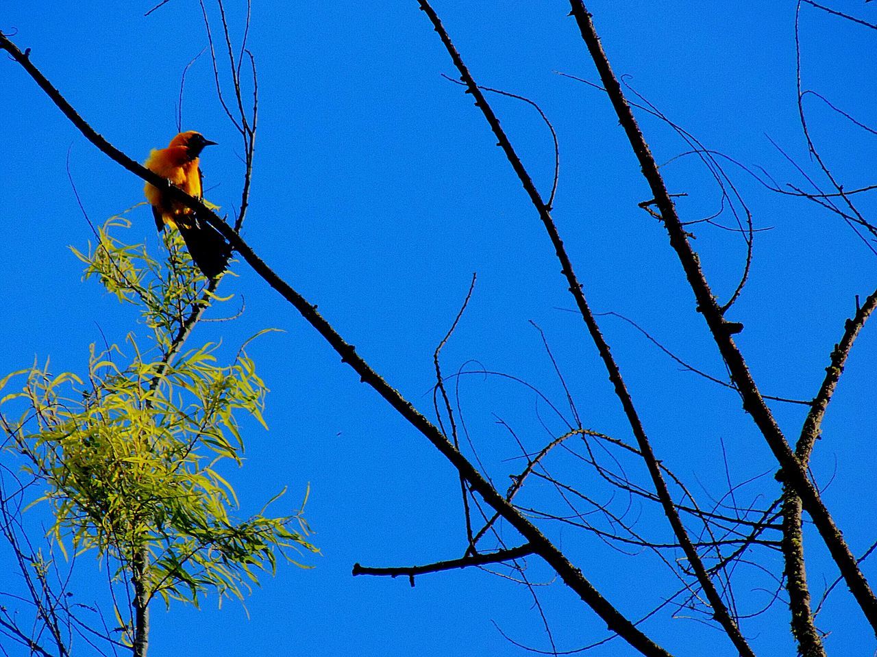 low angle view, clear sky, branch, nature, day, tree, outdoors, sky, no people, beauty in nature