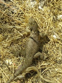 Close-up of lizard