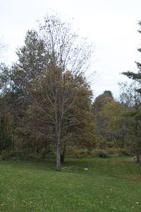 Bare trees on field