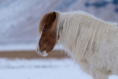 Iceland horse, equus caballus, traditional horse from the icelandic island