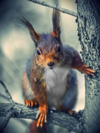 Close-up portrait of squirrel