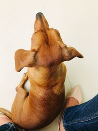 Low section of man with dog
