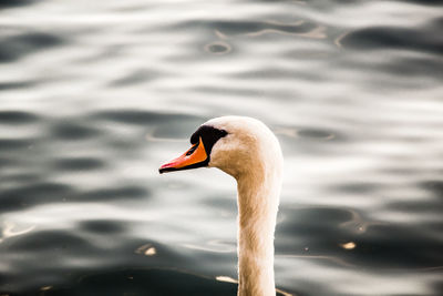 Close-up of swan swimming in lake