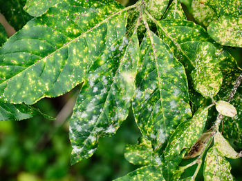 Close-up of wet leaves