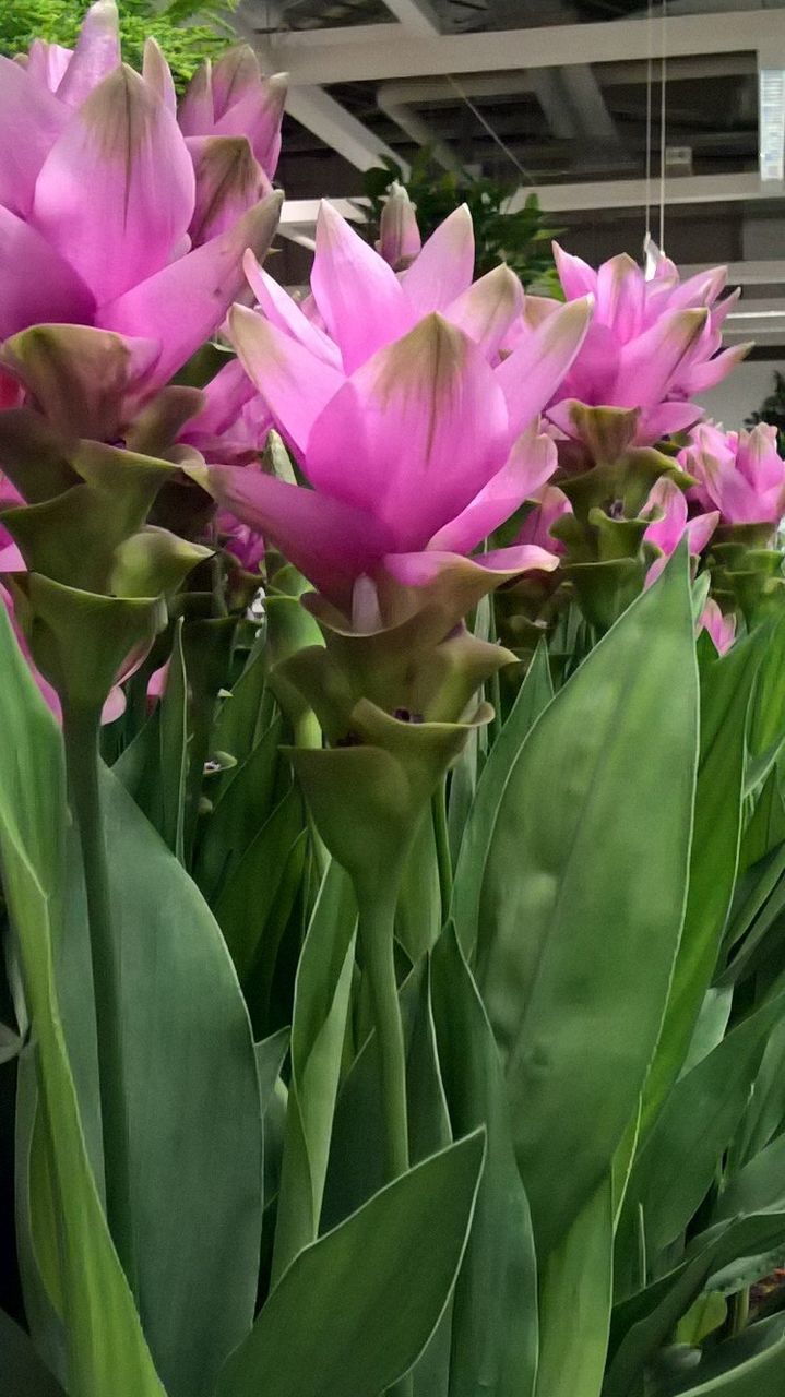 flower, freshness, petal, growth, fragility, leaf, flower head, pink color, beauty in nature, plant, nature, blooming, close-up, in bloom, green color, tulip, day, blossom, outdoors, stem