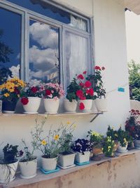 Potted plants on window sill