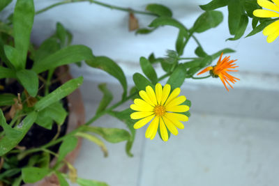 Close-up of yellow flowering plant