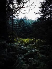 Pine trees in forest against sky