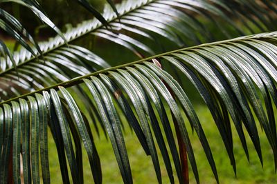 Close-up of palm tree leaves