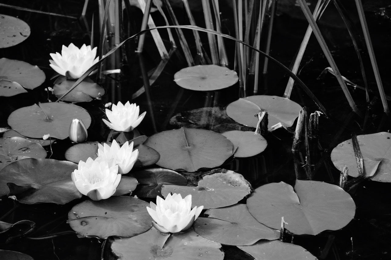 flower, black and white, flowering plant, plant, water lily, beauty in nature, monochrome photography, freshness, lake, water, nature, leaf, white, floating, fragility, black, floating on water, monochrome, plant part, petal, still life photography, growth, inflorescence, no people, flower head, close-up, lily, aquatic plant, high angle view, lotus water lily, outdoors, botany