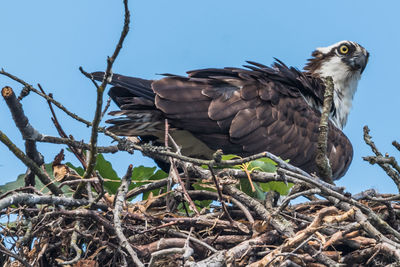 Low angle view of eagle perching on branch against sky