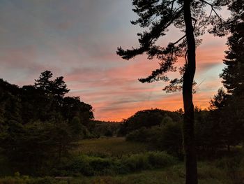 Trees on field against sky during sunset