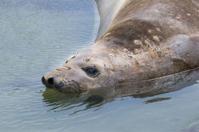 Close-up of turtle swimming in sea