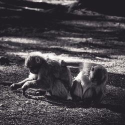 Monkeys sitting on land 