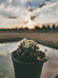 Close-up of cactus plant on field