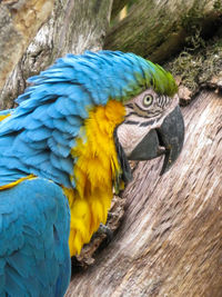 Close-up of blue parrot perching on wood