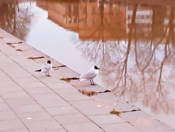 Birds perching on a lake