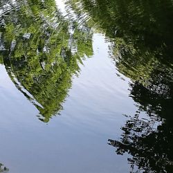 Reflection of trees in lake