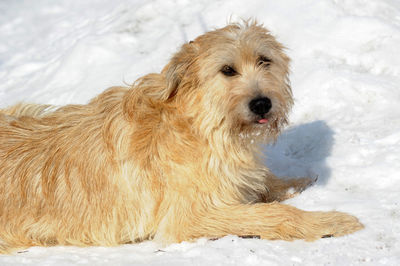 Portrait of golden retriever