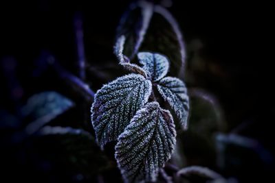 Close-up of frozen plant