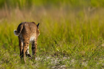 Bobcat running on field