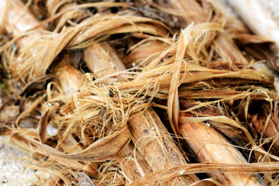 Close-up of dried plant