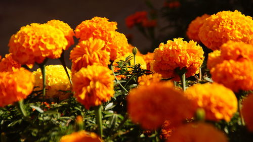 Close-up of yellow flower