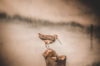 Close-up of bird