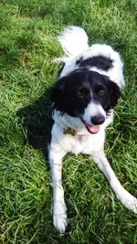 High angle view of dog on field