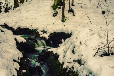 Close-up of trees during winter