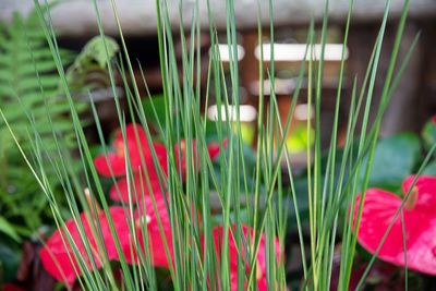 Close-up of pink flowering plants