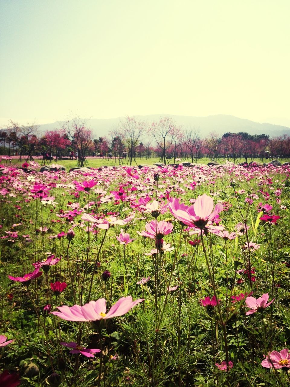 flower, beauty in nature, growth, pink color, plant, nature, field, freshness, clear sky, fragility, landscape, tranquility, tranquil scene, scenics, copy space, purple, mountain, day, tree, blooming