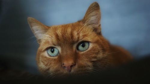 Portrait of cat