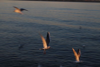 View of birds in lake