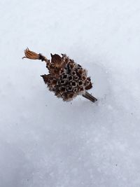 High angle view of crab on snow