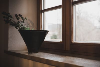 Close-up of potted plant on window sill