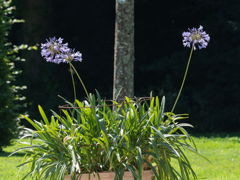 Close-up of purple flowering plant on field